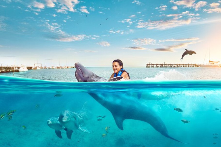 Dolphin Discovery Cozumel: A Paradise for Dolphin Lovers